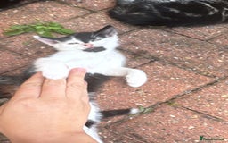 American Shorthair cats for sale: 2 make and 1 female kittens for sale  - Image 4