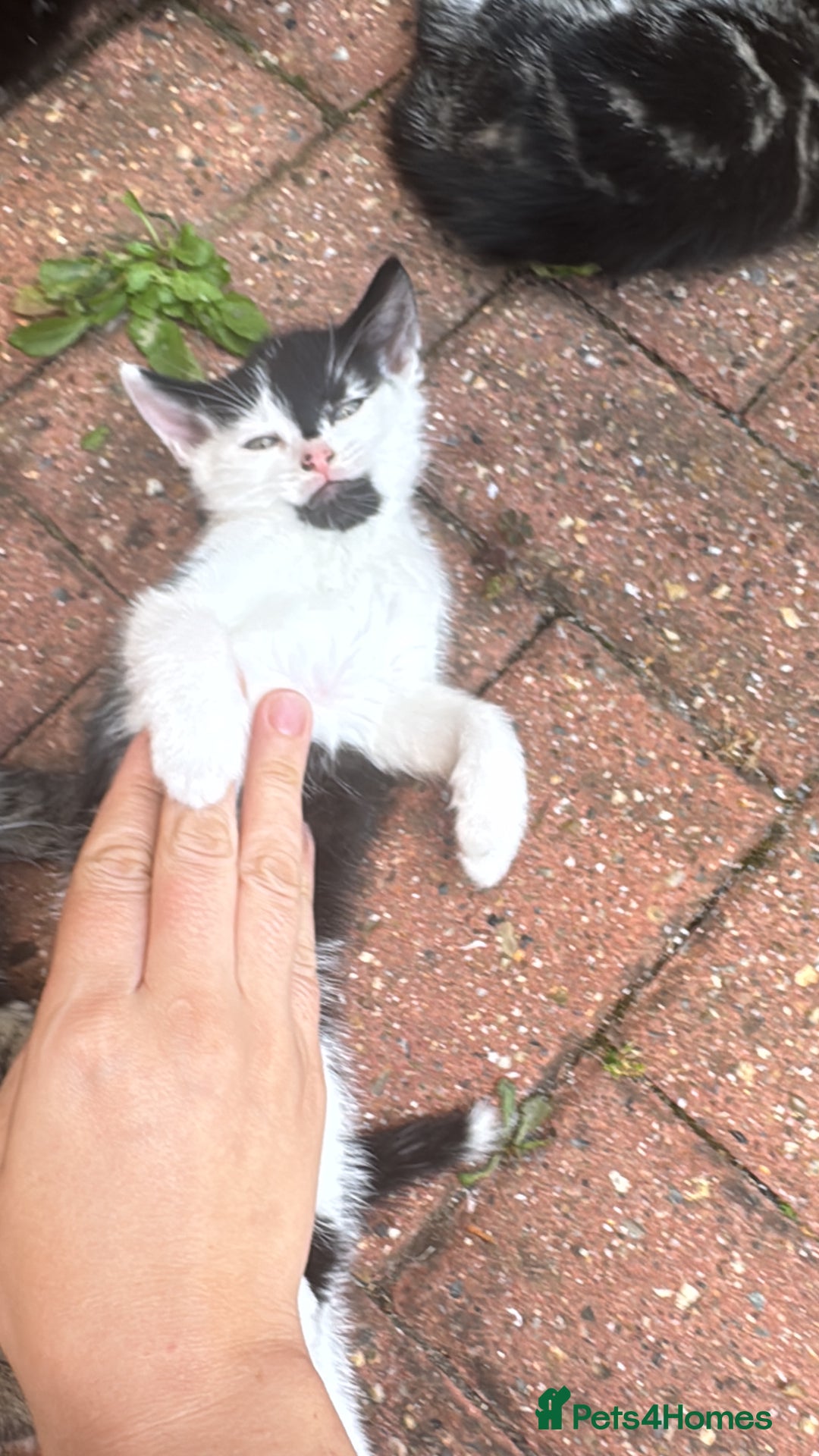 American Shorthair cats for sale: 2 make and 1 female kittens for sale  - Image 4