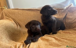 Labrador Retriever dogs for sale: Chocolate Labrador puppies  - Advert 10