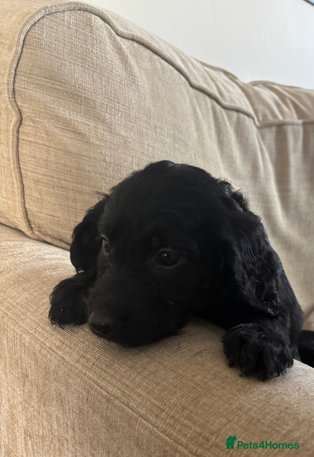 Goldendoodle dogs for sale: 12 Stunning Goldendoodles - Image 26