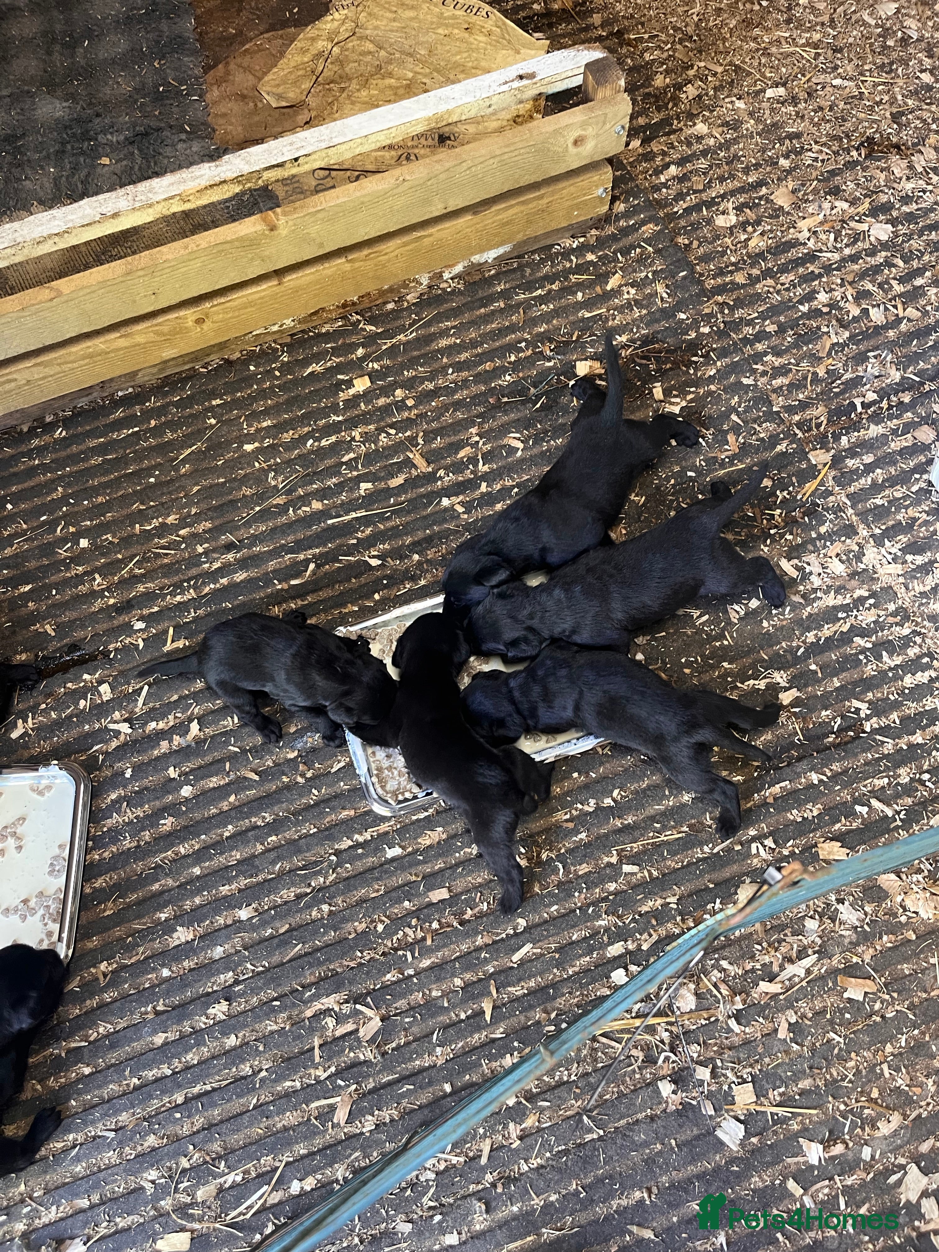Labrador Retriever dogs Black Labrador Puppies - Advert 2
