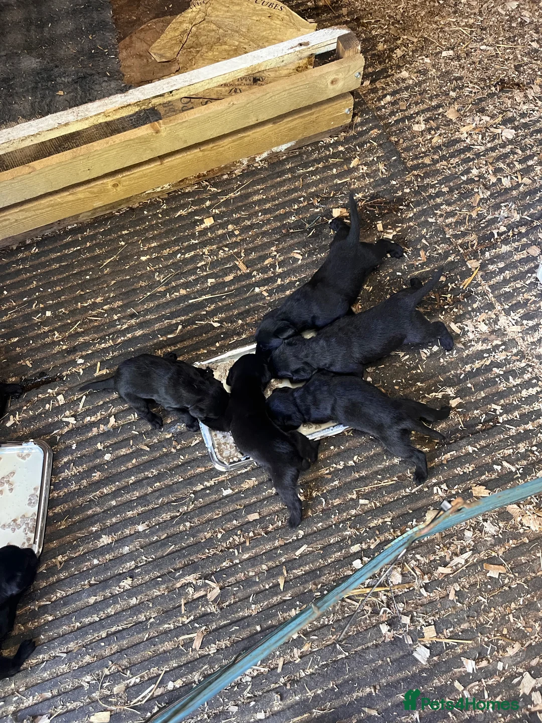 Labrador Retriever dogs for sale: Black Labrador Puppies - Advert 1