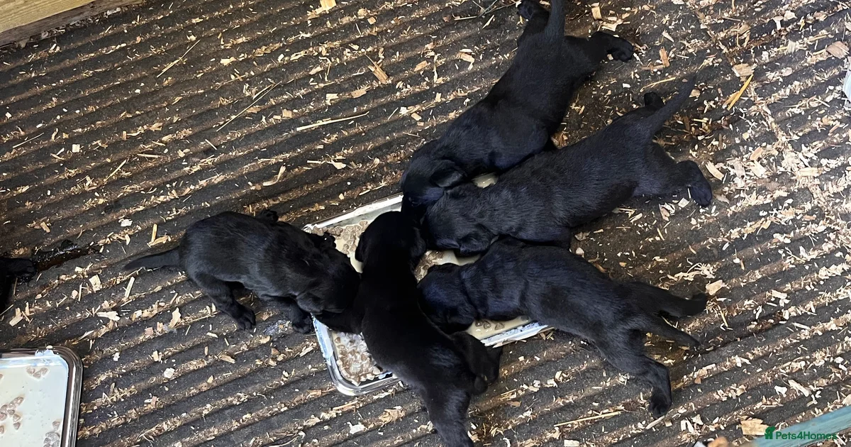 Labrador Retriever Puppies For Sale In London Greater London Pets4Homes labrador-retriever-puppies-for-sale-in-london-greater-london-pets4homes