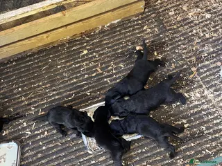 Labrador Retriever dogs Black Labrador Puppies - Advert 2