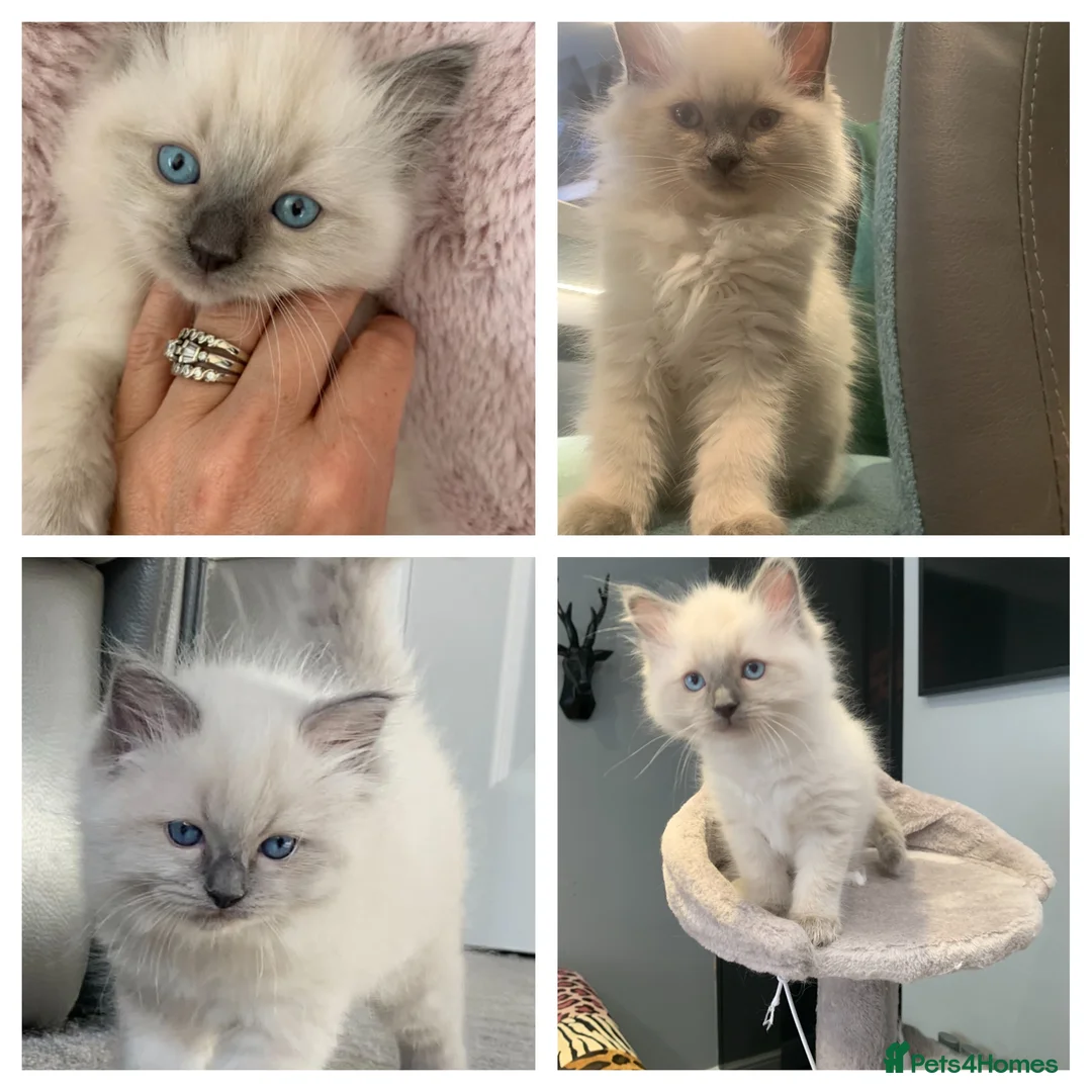 Ragdoll cats for sale: Bluepoint Ragdoll Kittens- Full Pedigree in Sevenoaks - Advert 1