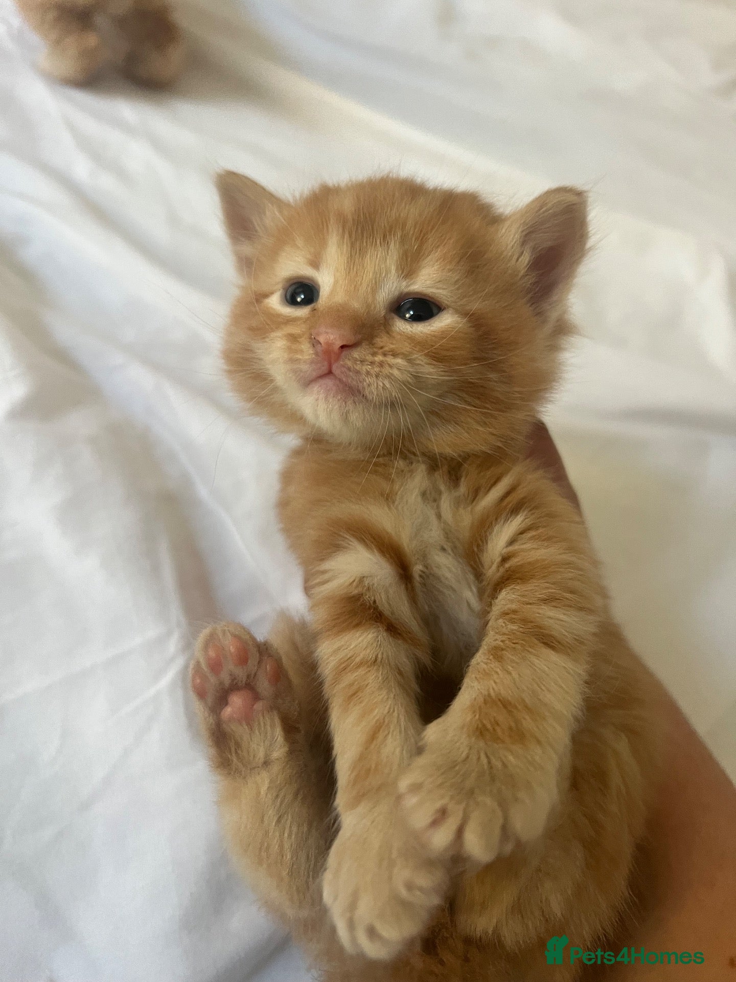 Mixed Breed cats for sale: Kittens  - Advert 16