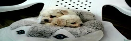 Bichon Frise dogs for sale: KC Registered Bichon Frise Champion Lines  - Advert 3