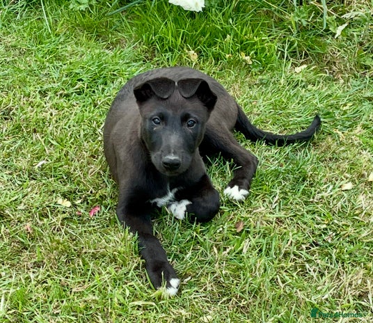 Golden Retriever Top 10 Cross Breed Dogs Mixed Breed