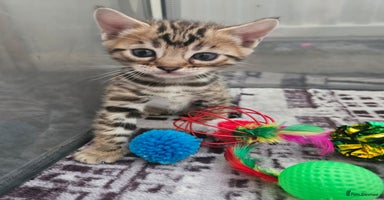 Bengal cats - Advert 10