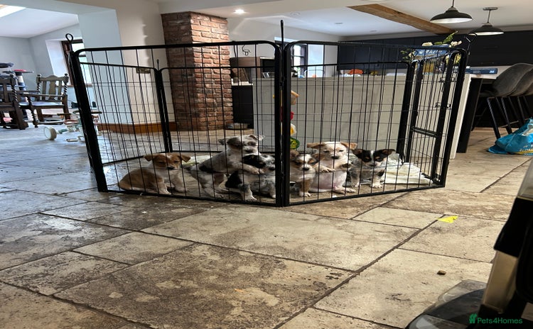 Mixed Breed dogs - Advert 2
