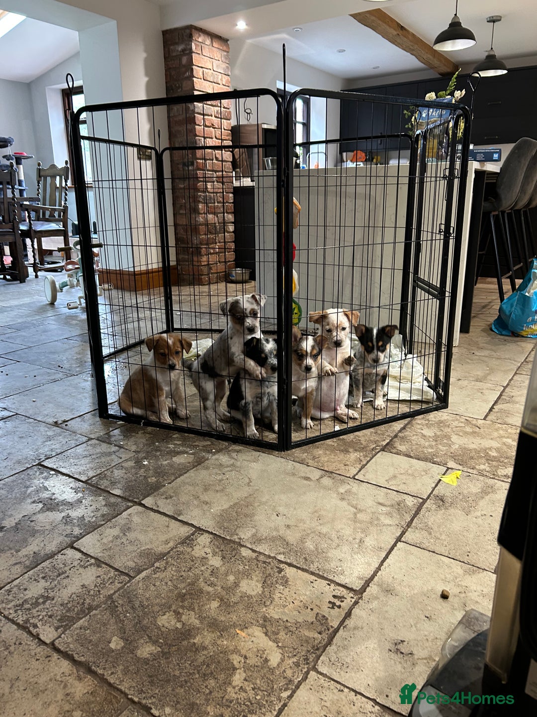 Mixed Breed dogs for sale: Stunning Border Heeler Puppies - Image 1