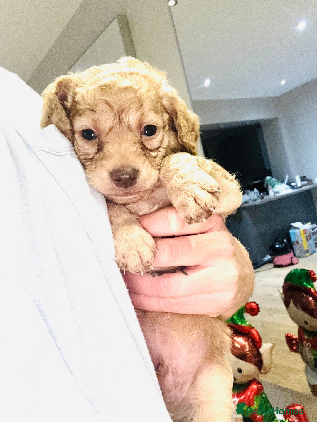 Cockapoo dogs for sale: 5 cockapoo puppies for sale 4 boys and 1 girl  - Advert 3