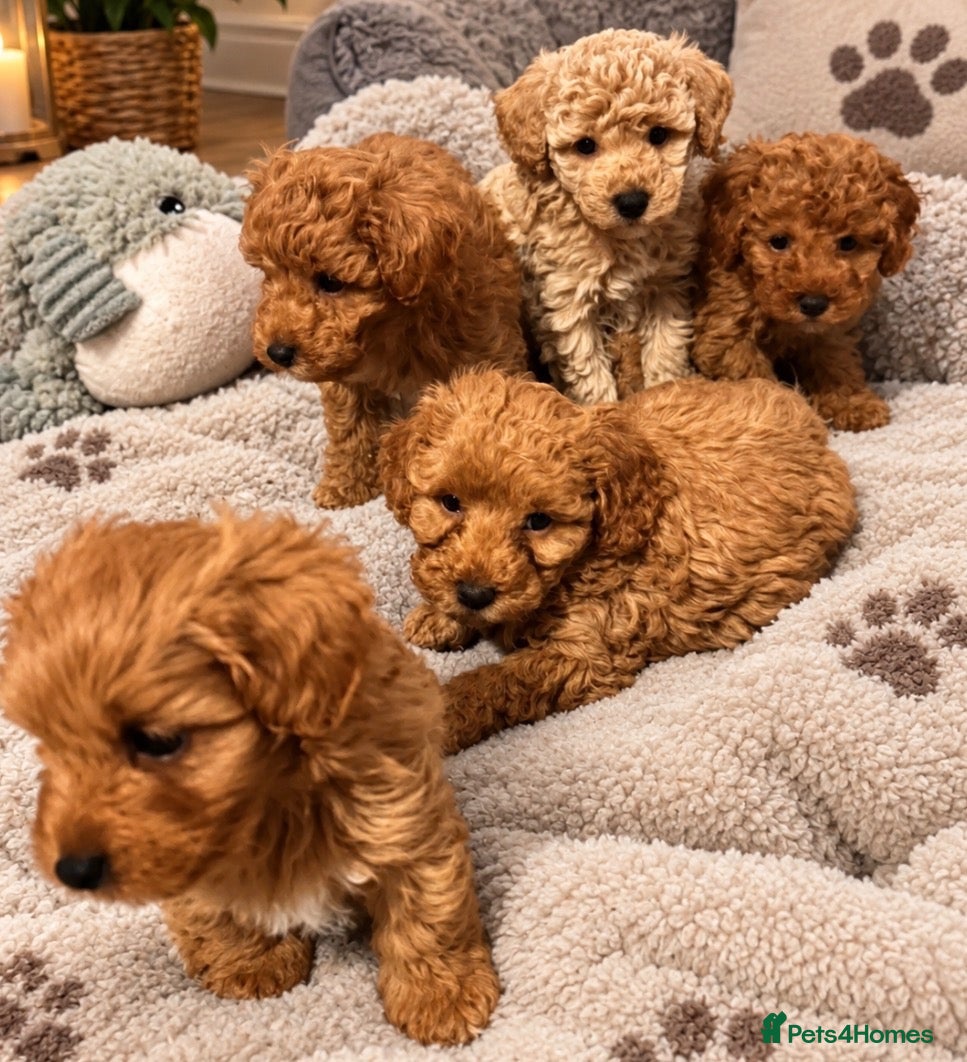 Cavapoochon dogs for sale: Health Tested Parents Cavapoochon Pups - Advert 19