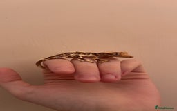 Gecko reptiles for sale: Lily White Crested Gecko for sale with setup - Image 5