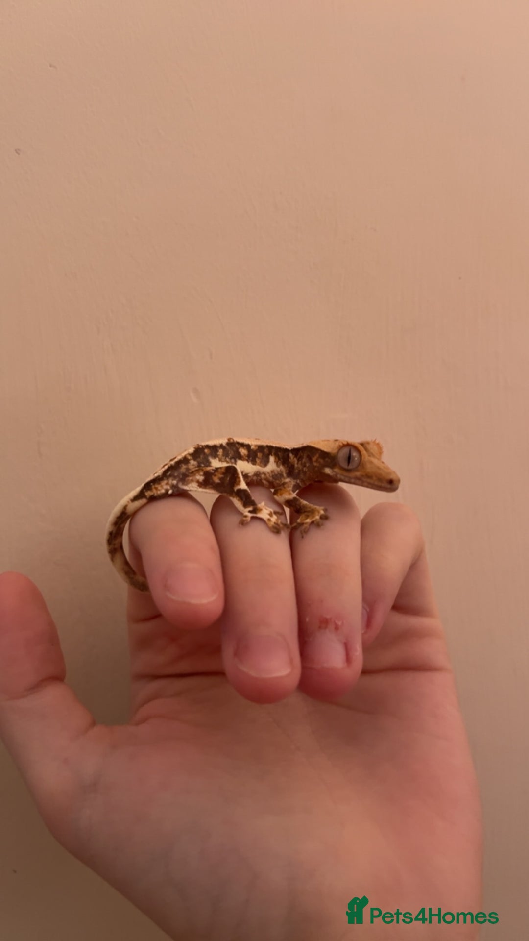 Gecko reptiles for sale: Lily White Crested Gecko for sale with setup - Image 5