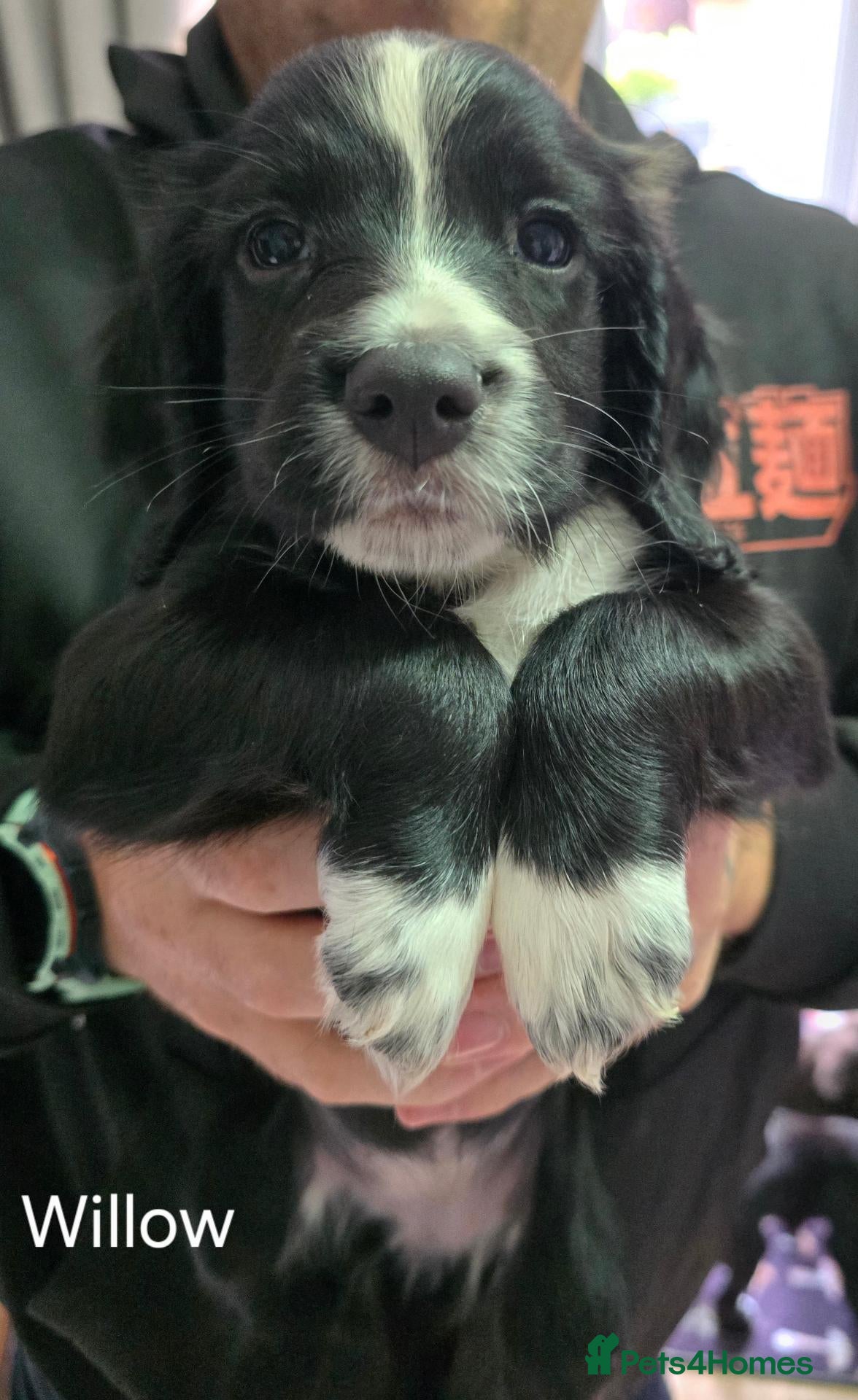 Sprocker dogs F1 Sprocker Spaniel Puppies  - Advert 2