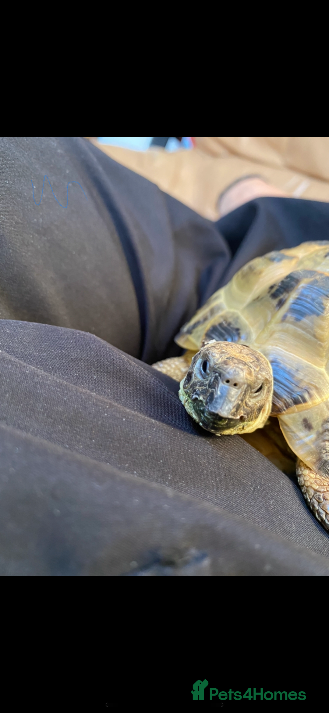 Tortoise reptiles for sale: Horsefield tortoise - Image 2