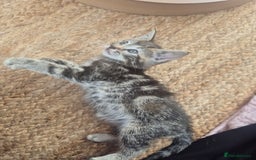Maine Coon cats for sale: Maine coon x kittens - Image 6