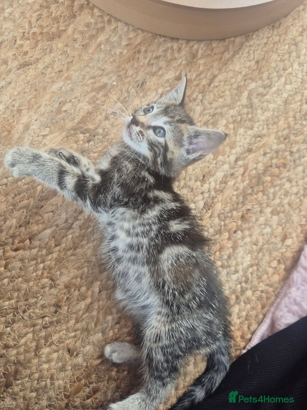 Maine Coon cats for sale: Maine coon x kittens - Image 6