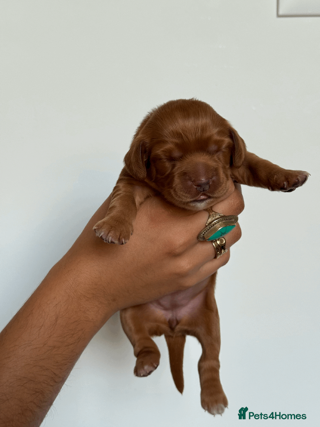 Cocker Spaniel dogs for sale: Pedigree Cocker Spaniel Puppies  - Image 14