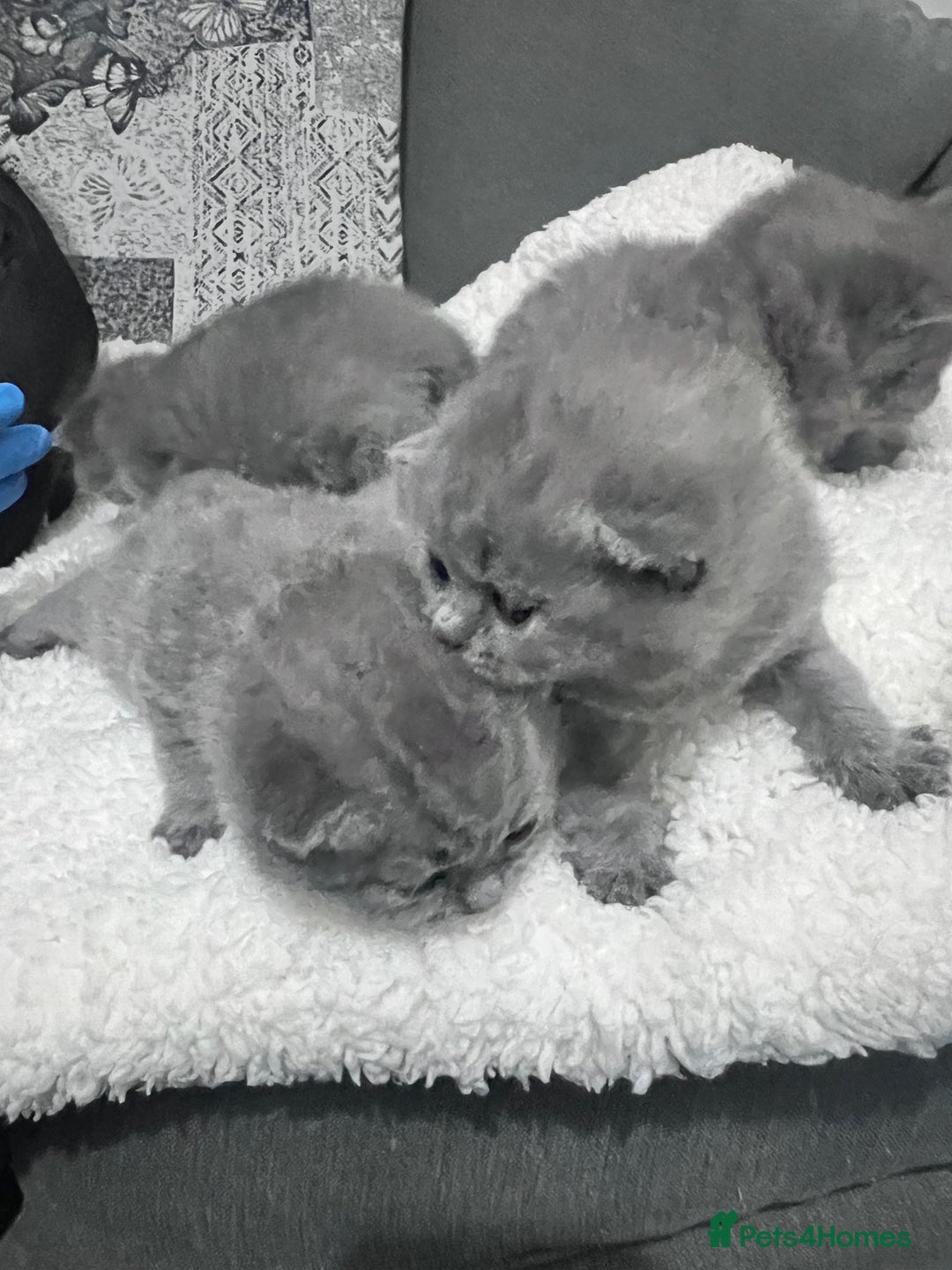 British Shorthair cats for sale: 3 British short hair kittens - Advert 4