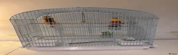 Budgerigars birds for sale: Pair of budgies for sale in Harrow - Advert 3