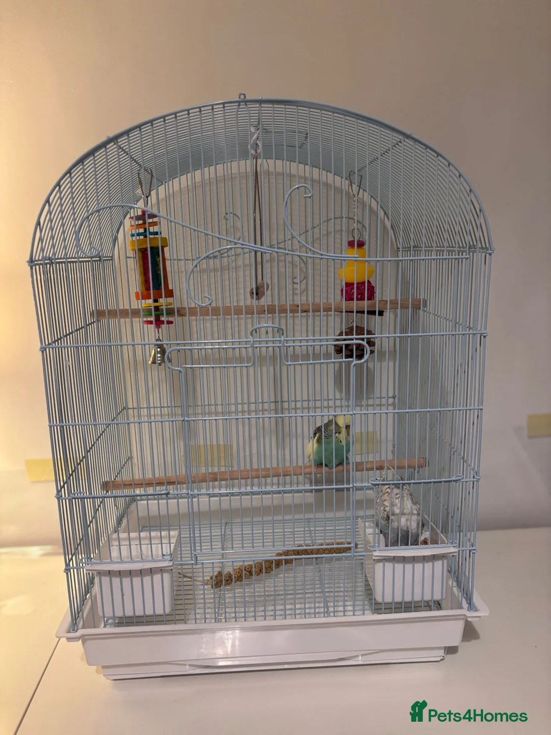 Budgerigars birds for sale: Pair of budgies for sale in Harrow - Advert 3