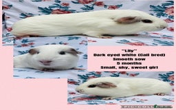Guinea Pig rodents for sale: Female Guineapigs pair - Image 9