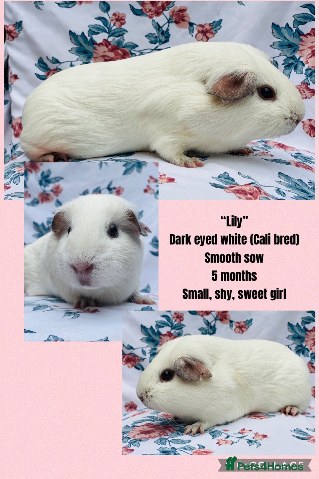 Guinea Pig rodents for sale: Female Guineapigs pair - Image 9