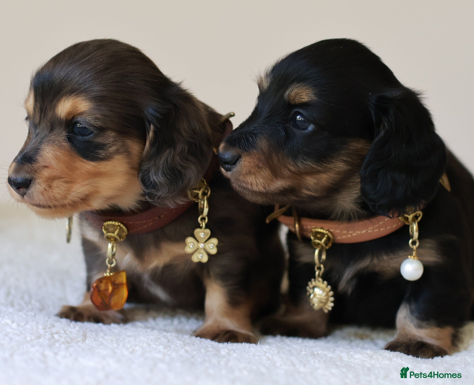 Miniature Dachshund dogs 5*Licensed+ LongHaired+KCreg+PraClear+Vetchecked - Advert 1