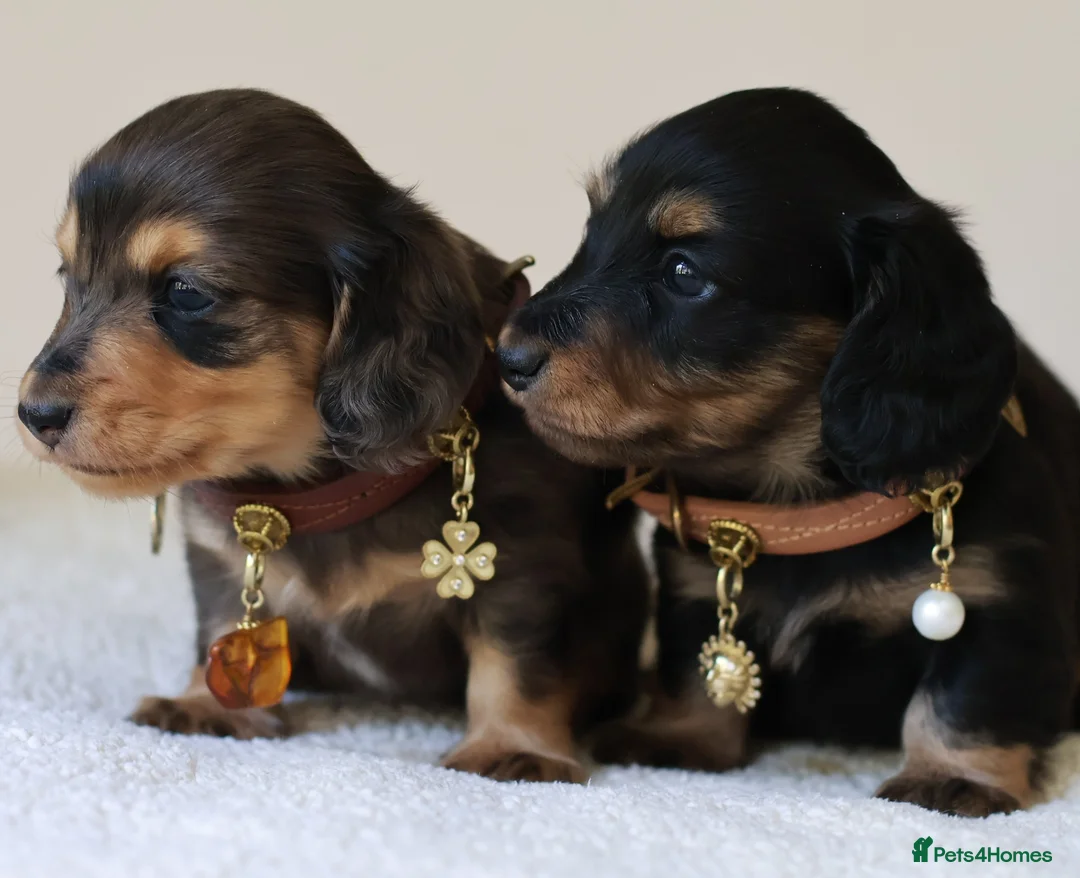 Miniature Dachshund dogs for sale: 5*Licensed+ LongHaired+KCreg+PraClear+Vetchecked - Advert 2