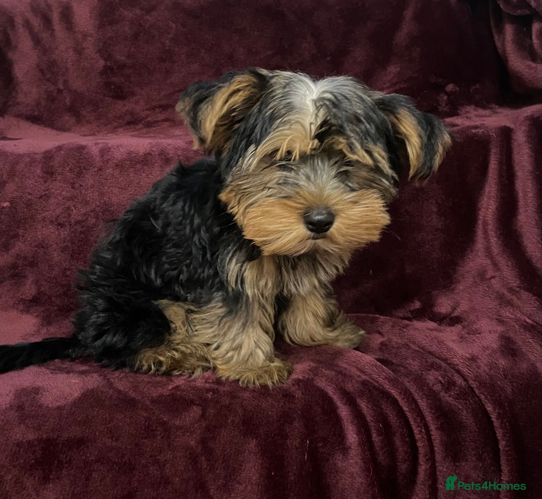 Yorkshire Terrier dogs for sale: Gorgeous little Yorkshire Terrier puppy  - Advert 4