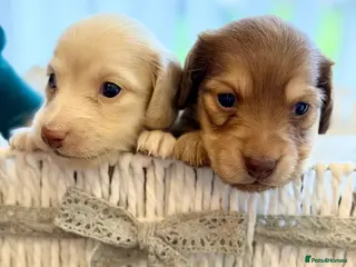Miniature Dachshund dogs Cream Long‑Haired Miniature Dachshund Puppies - Advert 1