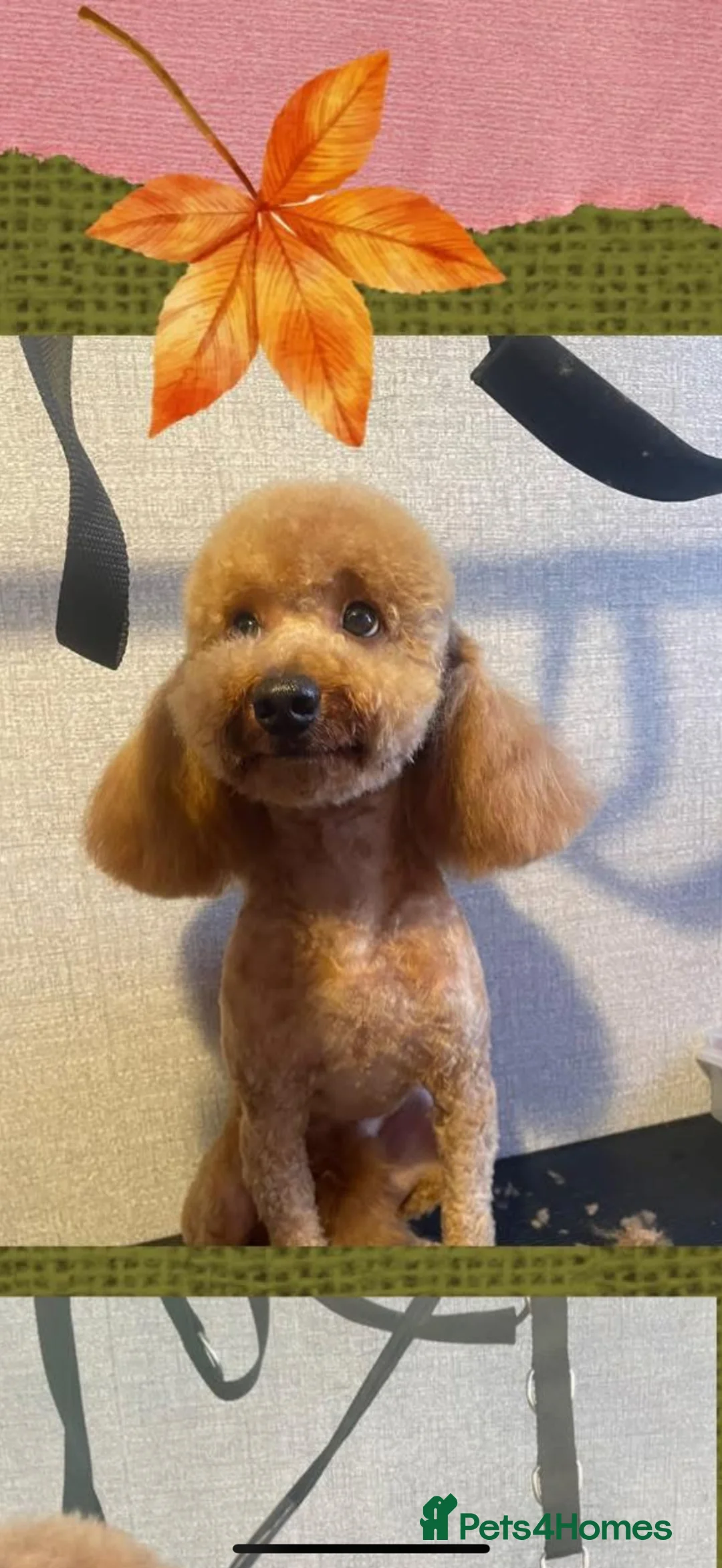 Toy Poodle dogs for stud: Coco  - Advert 2