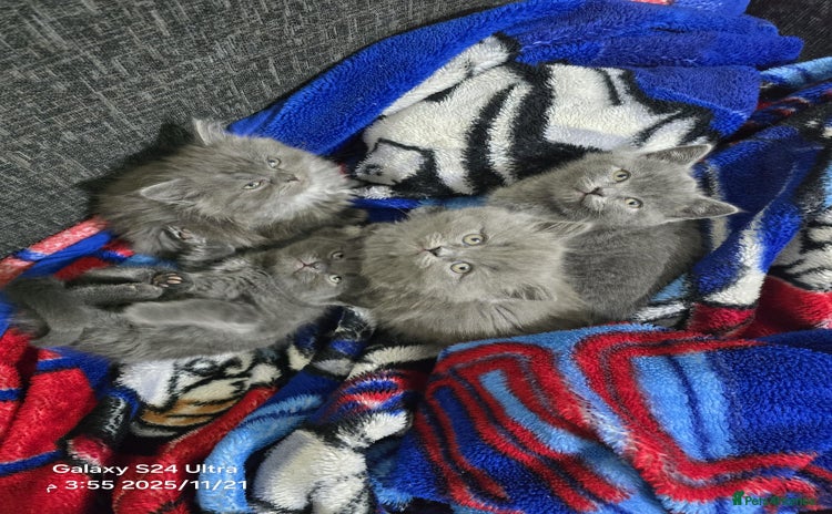 British Shorthair cats Kitten British shorthair  - Advert 3