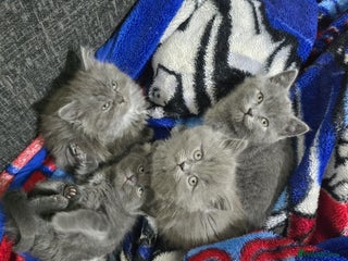 British Shorthair cats Kitten British shorthair - Advert 3