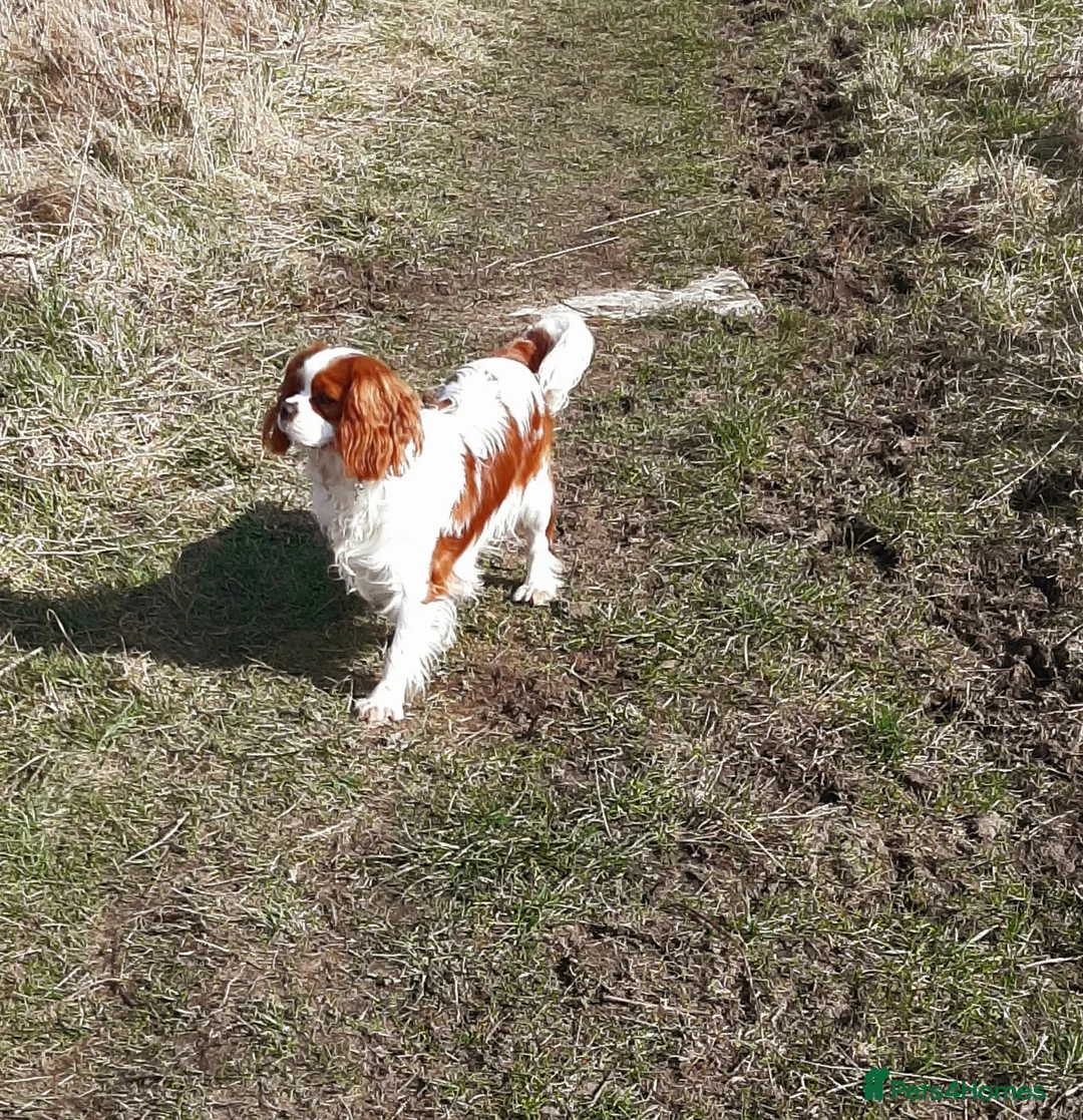 Cavalier King Charles Spaniel dogs for stud: Cavalier stud dog  in Airdrie - Advert 2