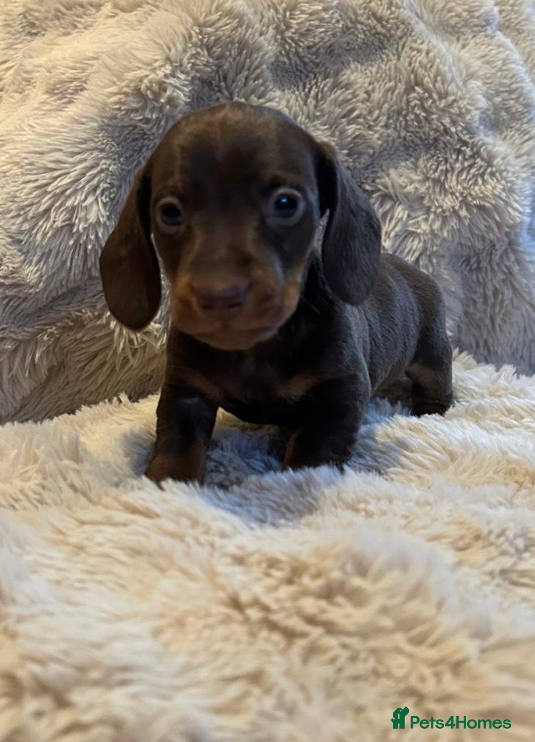Miniature Dachshund dogs for sale: KC Miniature Dachshund Puppies  - Advert 17