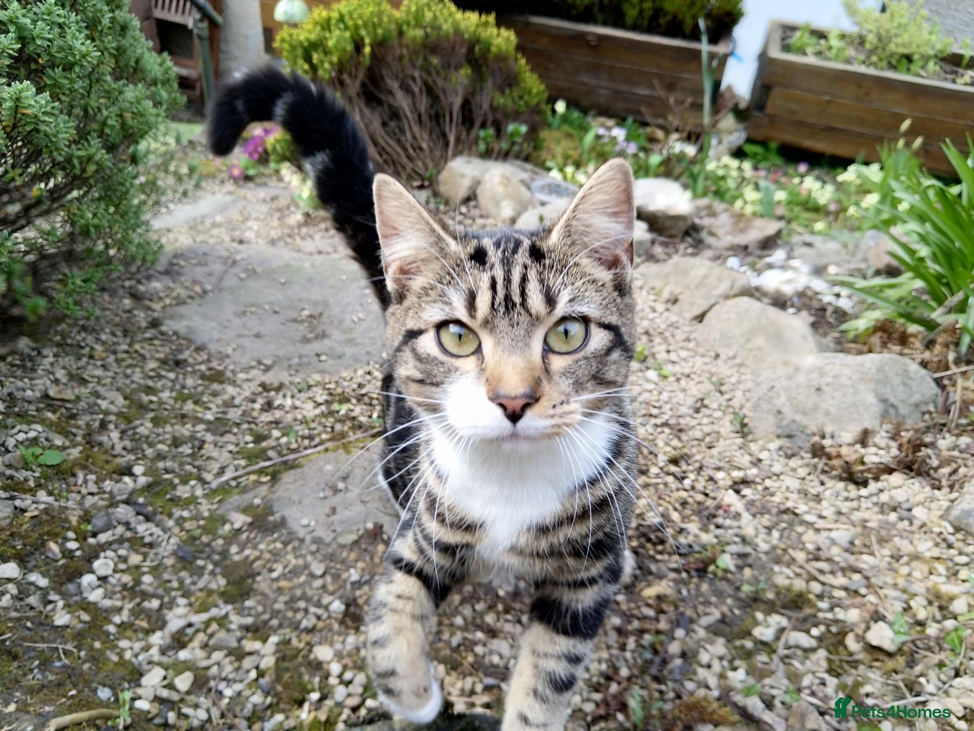 Mixed Breed cats for sale: Keetah – Energetic, Loving 1.5yr Small Female - Advert 10