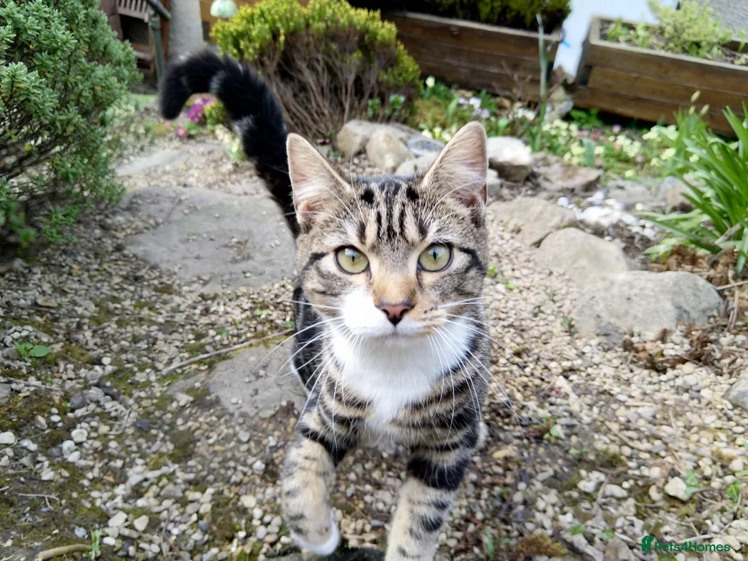 Mixed Breed cats for sale: Keetah – Energetic, Loving 1.5yr Small Female - Advert 1