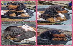 Miniature Dachshund dogs for sale: **READY ** KC REG LONG HAIR MINIATURE DACHSHUNDS - Image 8
