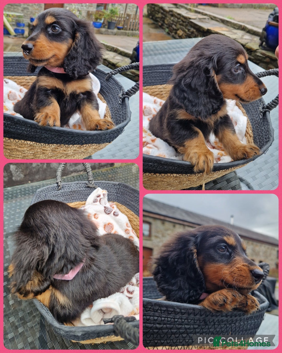 Miniature Dachshund dogs for sale: **READY ** KC REG LONG HAIR MINIATURE DACHSHUNDS - Image 8