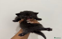 Munchkin cats for sale: beautiful short legged munchkins - Advert 4