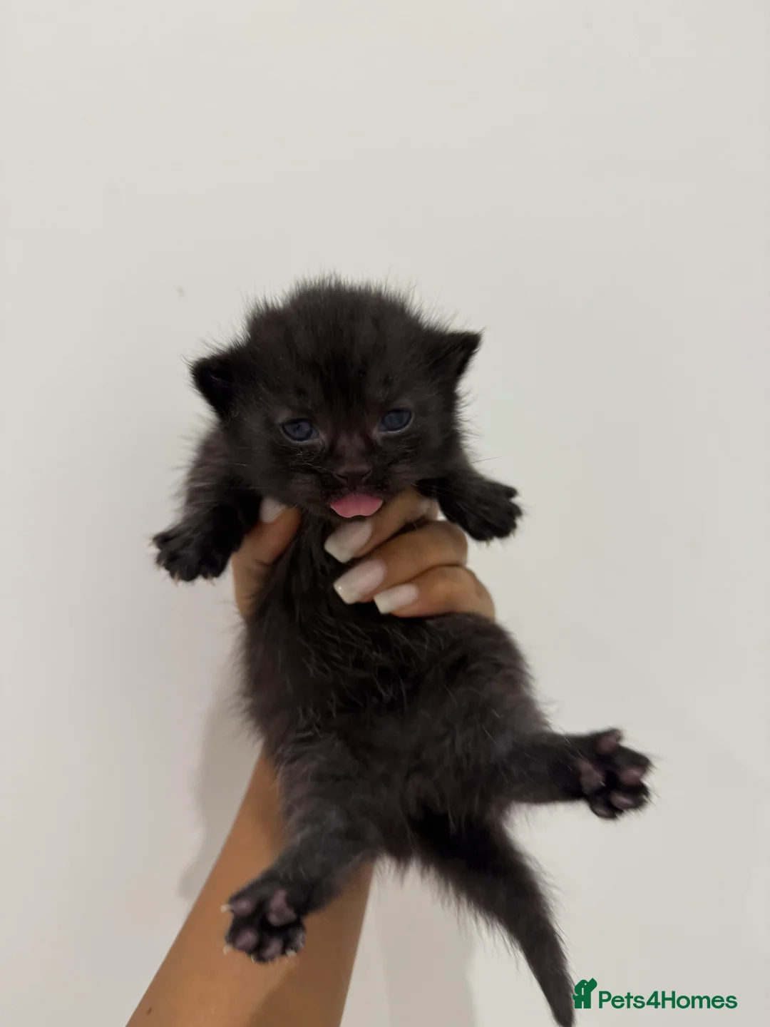 Munchkin cats for sale: 💎 RARE 💎 STANDARD MUNCHKINS READY TO LEAVE NOW  - Advert 18