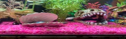 Cichlids fish for sale: Blue polar parrot hybrid cichlids  - Advert 6