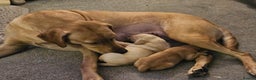 Labrador Retriever dogs for sale: Beautiful boy Labrador retriever  - Advert 5