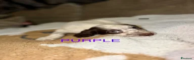 Cocker Spaniel 2