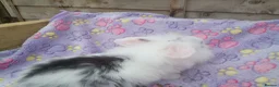 Mini Lion Lop rabbits for sale: Mini lop and mini lion lops - Advert 16