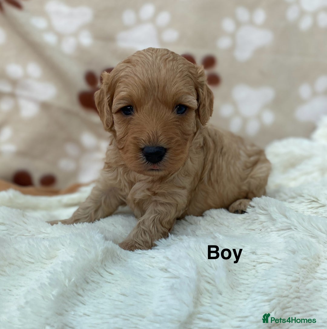 Cavapoo dogs for sale: F1B Cavapoo Puppies - Image 6