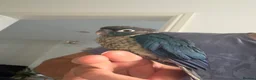 Ringnecks birds for sale:  Baby Ringnecks, Baby Quakers, Baby Galah cockatoo - Advert 8
